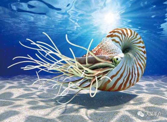 熊猫还是中国一级保护动物吗,秦金丝猴是国家一级保护动物