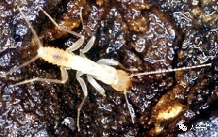 熊猫还是中国一级保护动物吗,秦金丝猴是国家一级保护动物