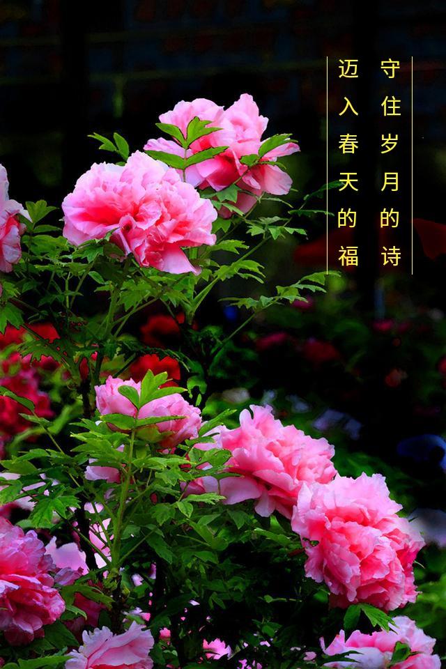 iphone高清壁纸4k全屏唯美,100张各种高清精美手机壁纸欣赏