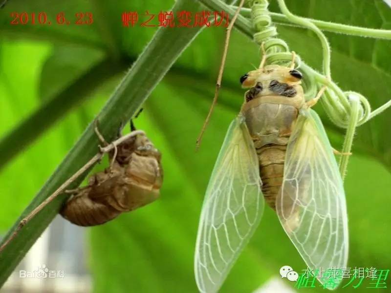 你了解知了吗,知了是全世界都有吗