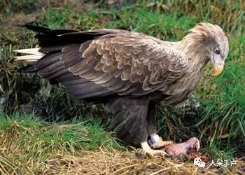 熊猫还是中国一级保护动物吗,秦金丝猴是国家一级保护动物