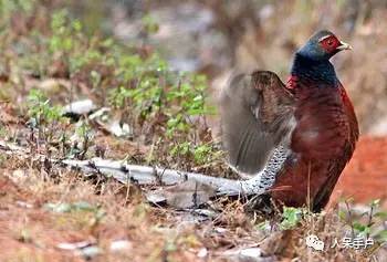 熊猫还是中国一级保护动物吗,秦金丝猴是国家一级保护动物