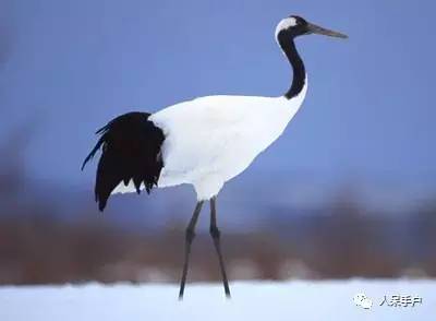 熊猫还是中国一级保护动物吗,秦金丝猴是国家一级保护动物