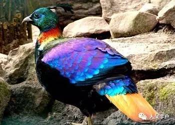 熊猫还是中国一级保护动物吗,秦金丝猴是国家一级保护动物