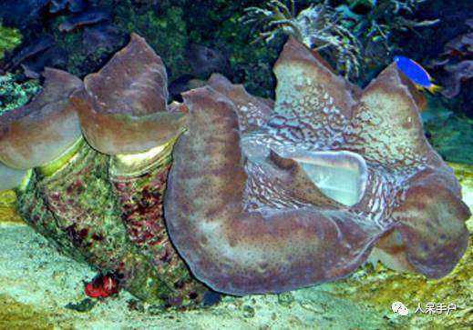 熊猫还是中国一级保护动物吗,秦金丝猴是国家一级保护动物