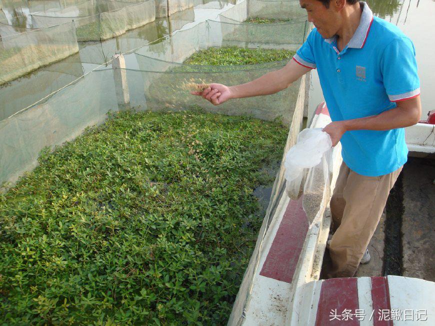 为什么泥鳅没有黄鳝的销路好,泥鳅黄鳝哪个价格贵