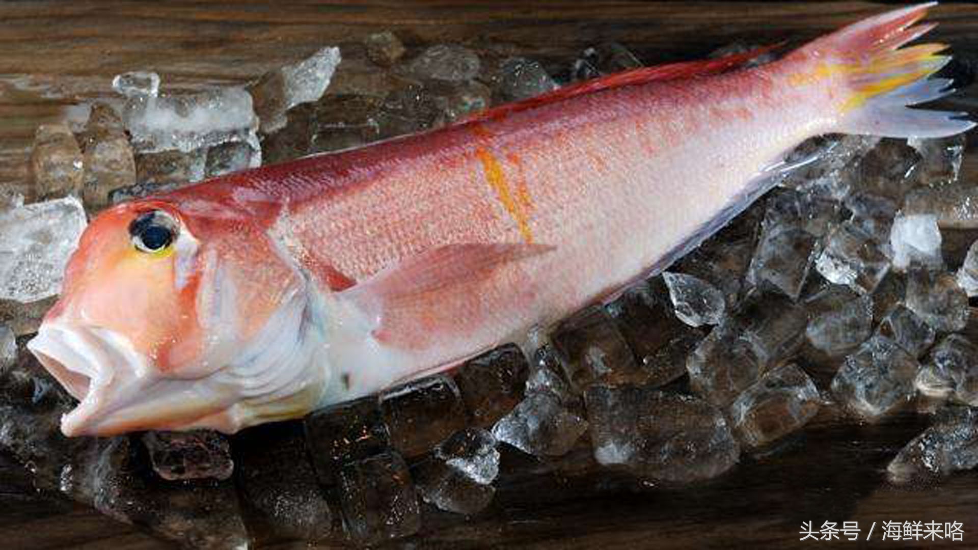 哪种海鱼吃着最简单,哪种海鱼喜欢吃肉
