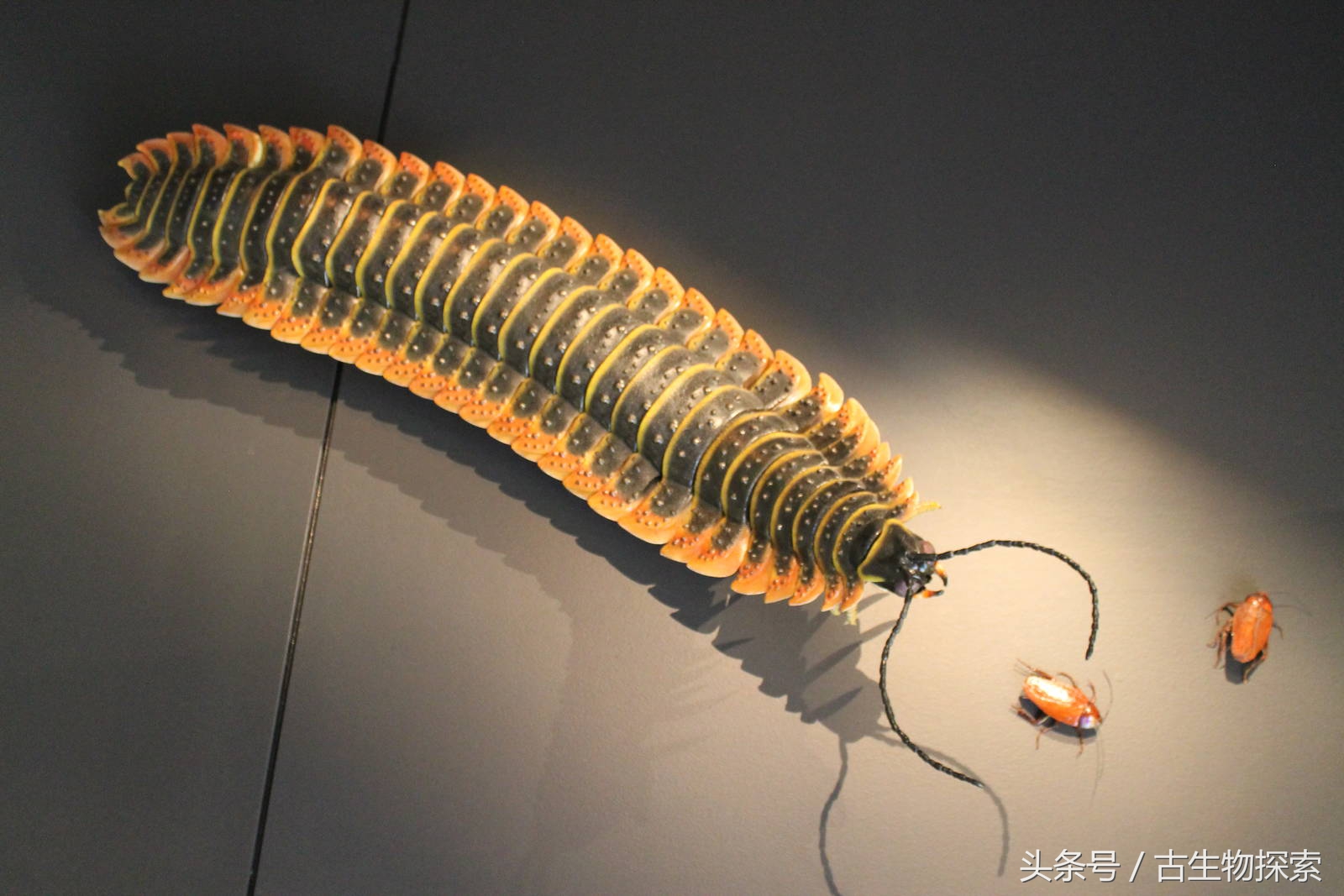 史前蜈蚣的图片加介绍,史前蜈蚣体长可达3米