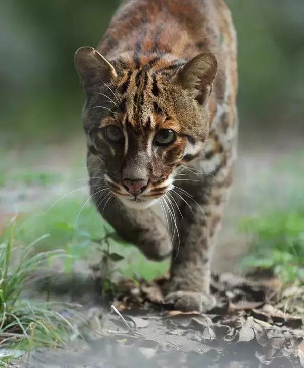 最全的猫的品种你都知道吗,全品种猫