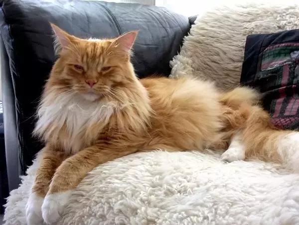 最全的猫的品种你都知道吗,全品种猫