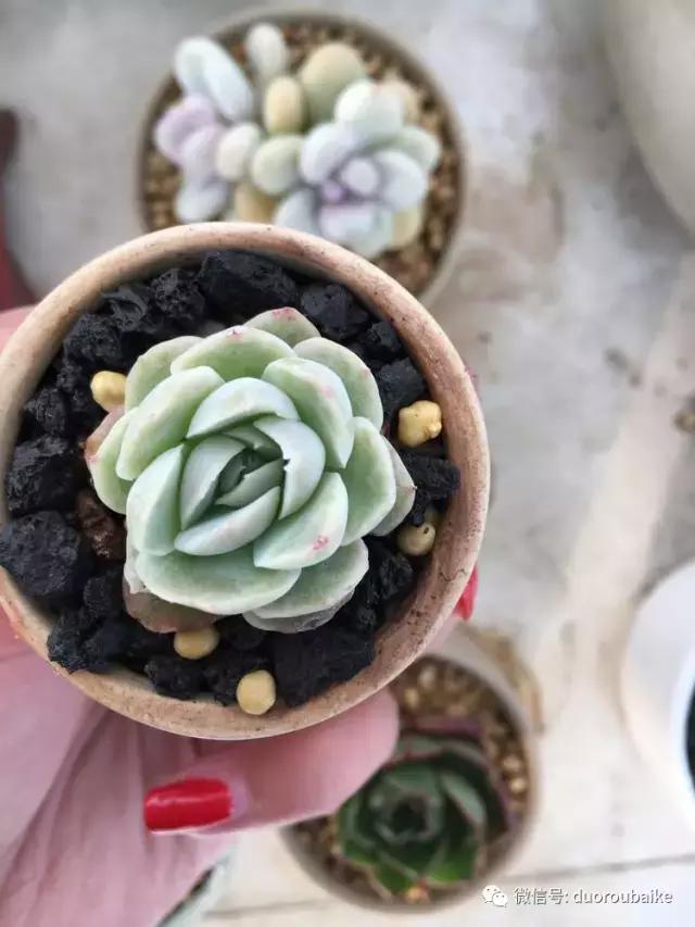 吾家有女初长成全文小说,吾家有女初长成小说精彩阅读