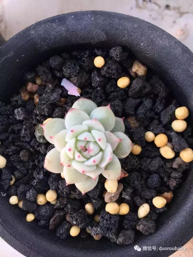 吾家有女初长成全文小说,吾家有女初长成小说精彩阅读