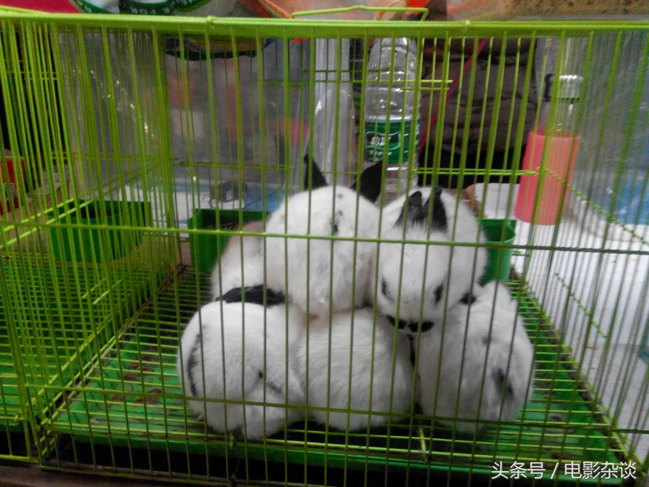 北京行行出状元，没有想到卖宠物也能发家！