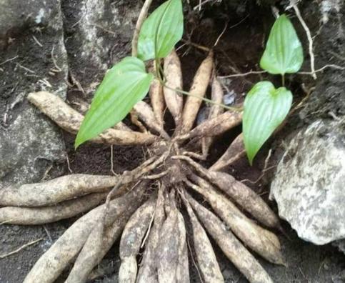 天冬和麦冬的功效与作用区别,天冬和麦冬哪个更滋腻