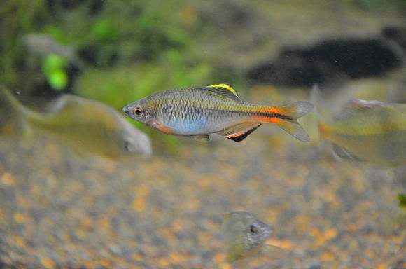 常见原生缸鱼,广西常见原生鱼