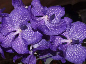 带你认识这些花,这些花长得极丑镇宅又养人