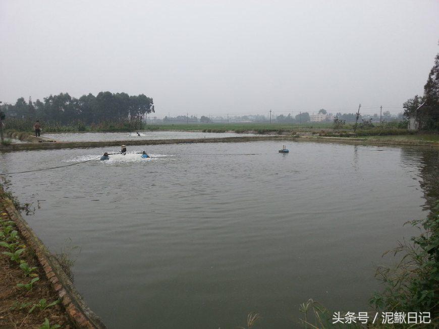 泥鳅养鱼怎么养活得久,家里鱼缸又养鱼又养泥鳅好吗