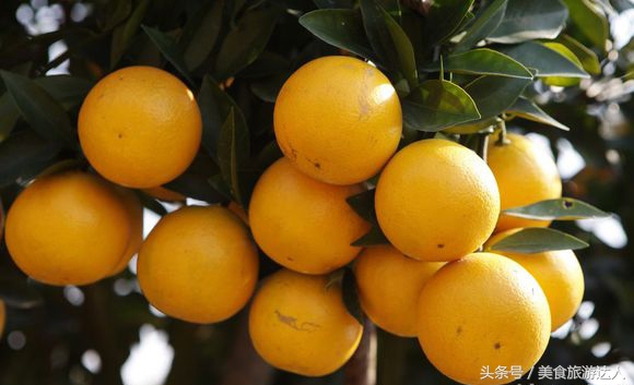 湛江必吃的十大名果,最好吃的十大水果排行