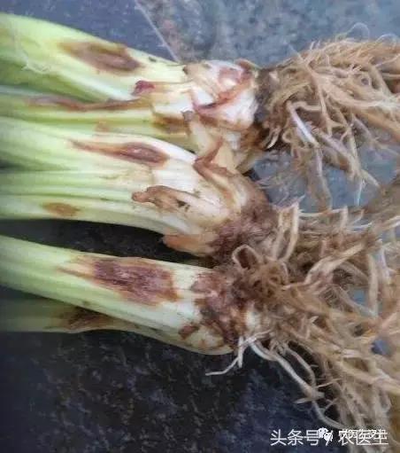 种丝瓜露天病害要什么药水防治,丝瓜炭疽病和角斑病的区别