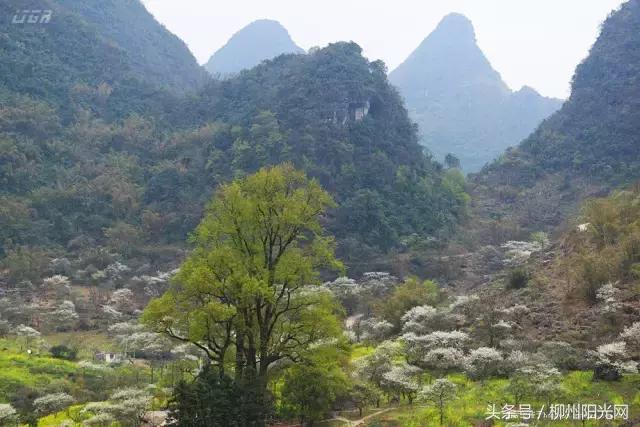 柳州美景樱花谷,柳州的花海美景
