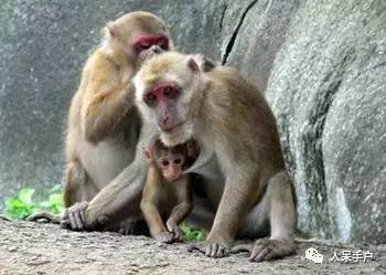 熊猫还是中国一级保护动物吗,秦金丝猴是国家一级保护动物