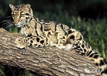 熊猫还是中国一级保护动物吗,秦金丝猴是国家一级保护动物