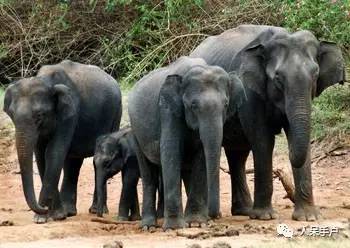 熊猫还是中国一级保护动物吗,秦金丝猴是国家一级保护动物