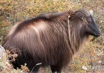 熊猫还是中国一级保护动物吗,秦金丝猴是国家一级保护动物