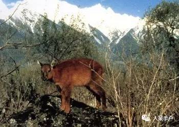 熊猫还是中国一级保护动物吗,秦金丝猴是国家一级保护动物