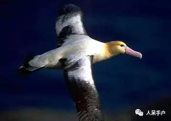 熊猫还是中国一级保护动物吗,秦金丝猴是国家一级保护动物