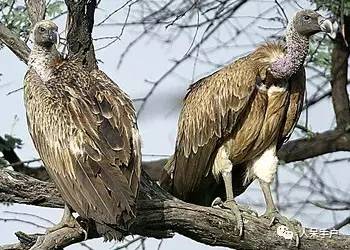 熊猫还是中国一级保护动物吗,秦金丝猴是国家一级保护动物