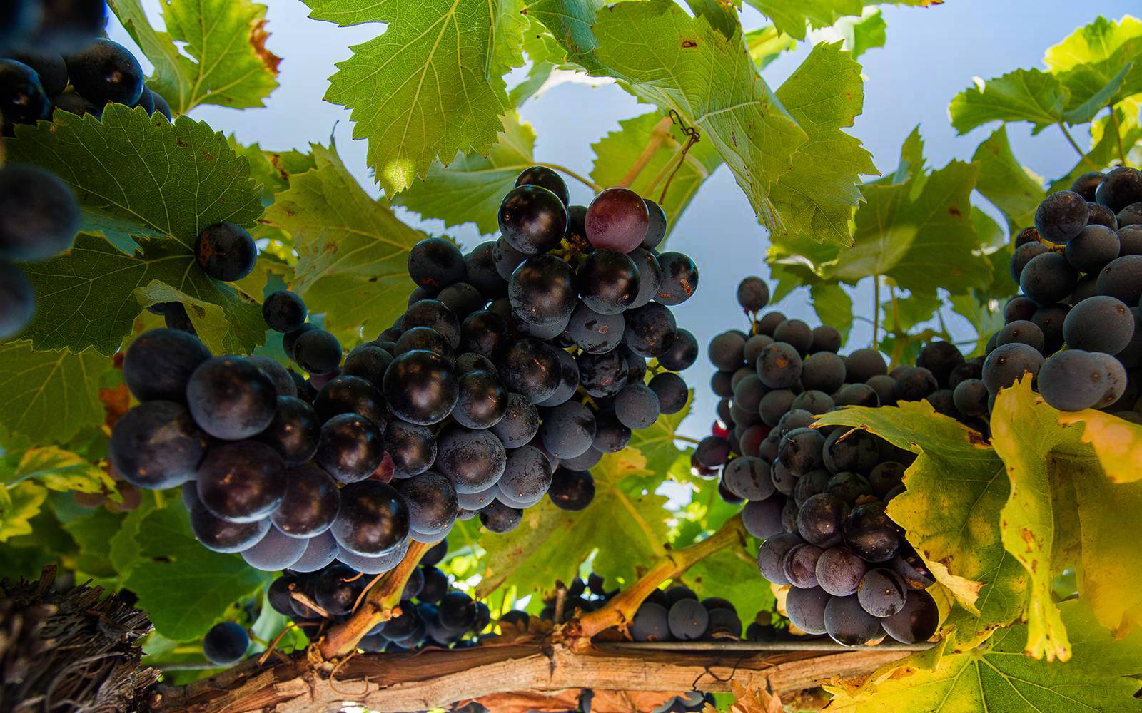 真正的美酒，是上帝的血液（法国大黑羊）