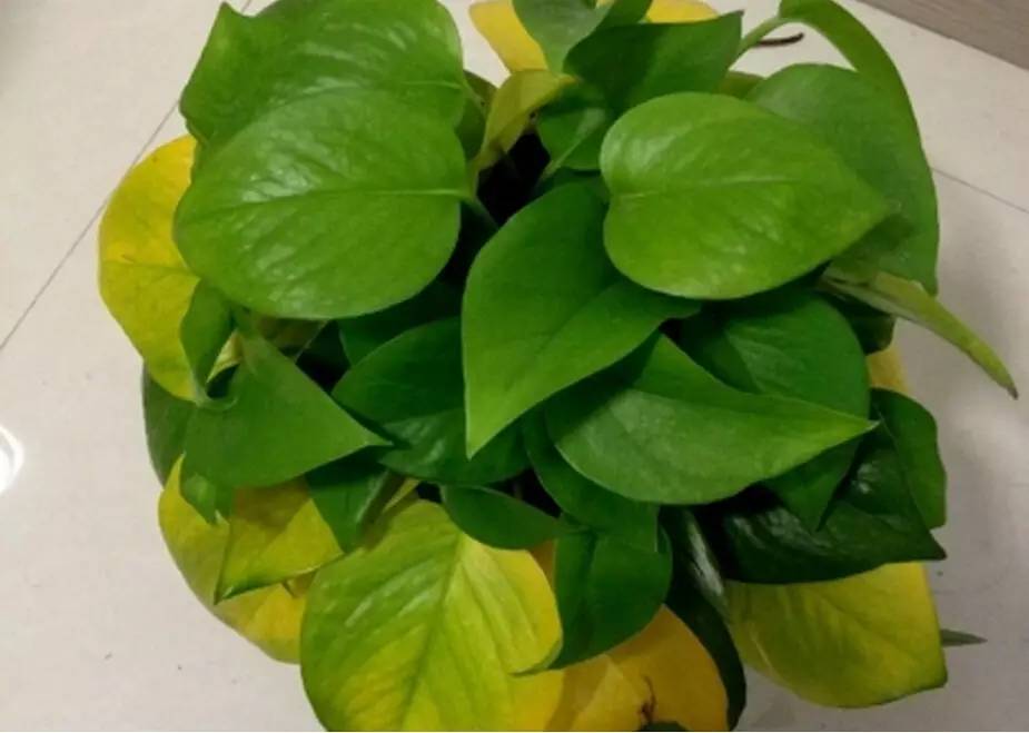 绿萝出现黄叶是因为缺肥料吗,柱形绿萝出现黄叶干叶怎么养