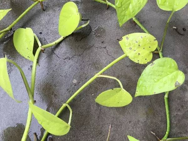 绿萝出现黄叶是因为缺肥料吗,柱形绿萝出现黄叶干叶怎么养