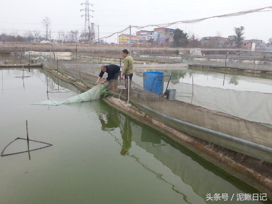 泥鳅养鱼怎么养活得久,家里鱼缸又养鱼又养泥鳅好吗