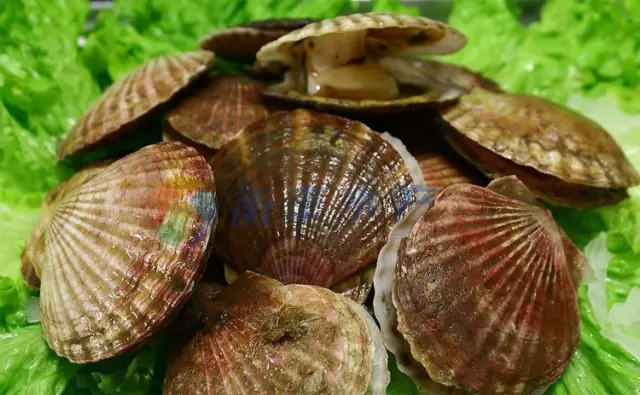 多种海鲜好吃美味来了解一下,海鲜美食大汇总