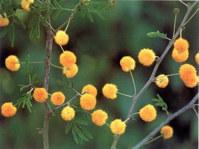 带你认识这些花,这些花长得极丑镇宅又养人