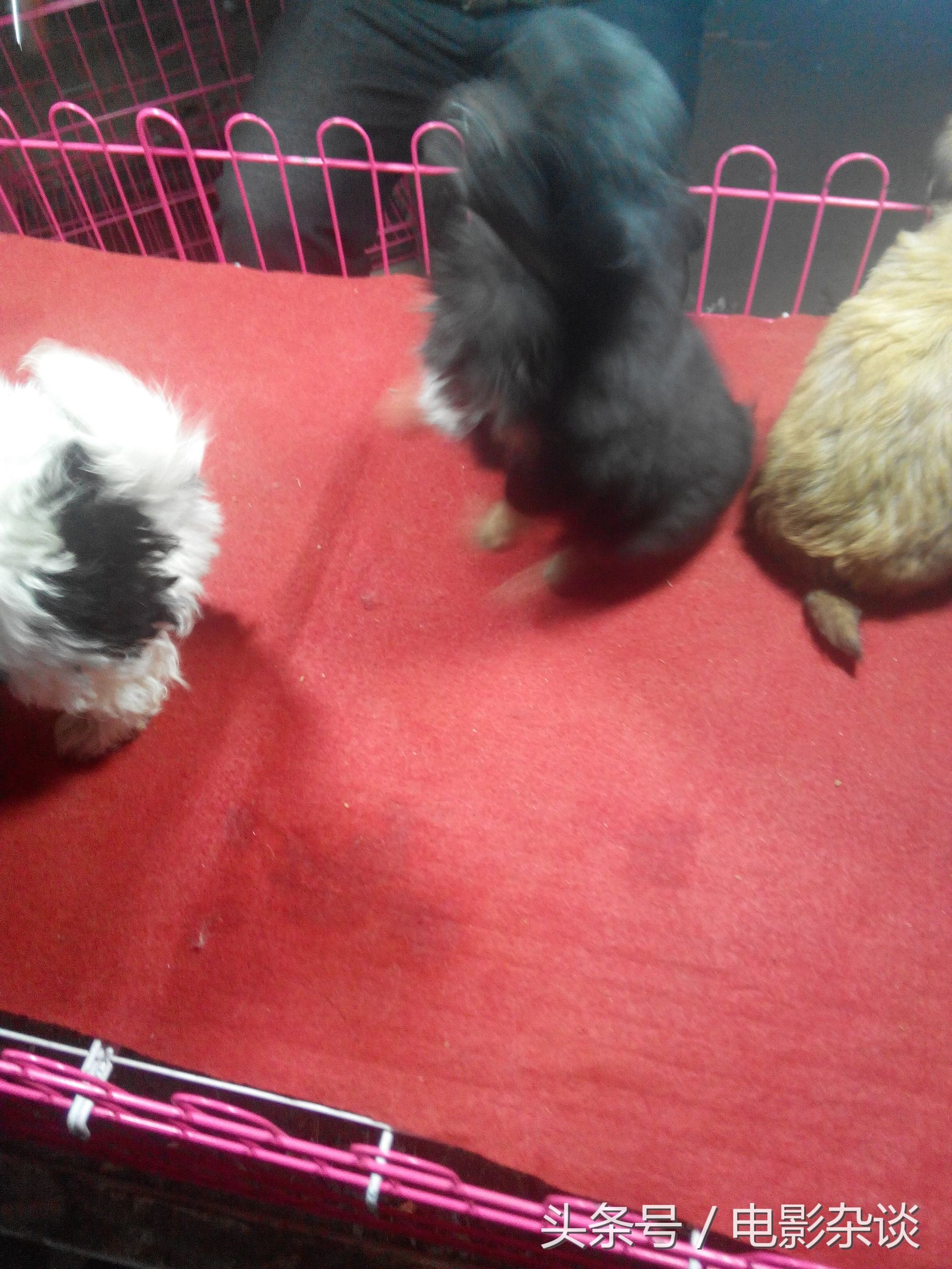 北京行行出状元，没有想到卖宠物也能发家！