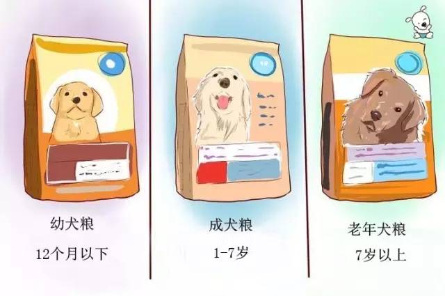 泰迪犬的喂养方法注意事项,泰迪犬的正确喂养方法图解