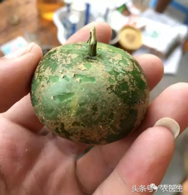 种丝瓜露天病害要什么药水防治,丝瓜炭疽病和角斑病的区别