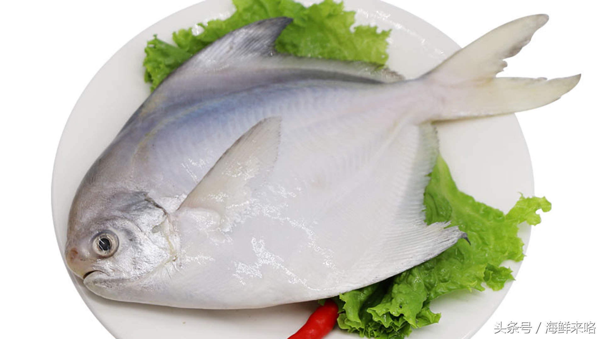哪种海鱼吃着最简单,哪种海鱼喜欢吃肉
