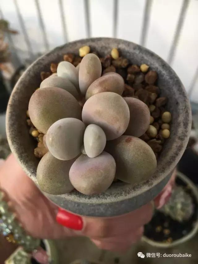 吾家有女初长成全文小说,吾家有女初长成小说精彩阅读