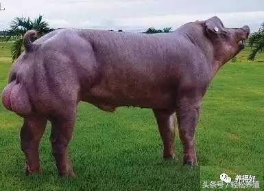 母猪产后消炎注意事项,妊娠母猪不能用哪些药