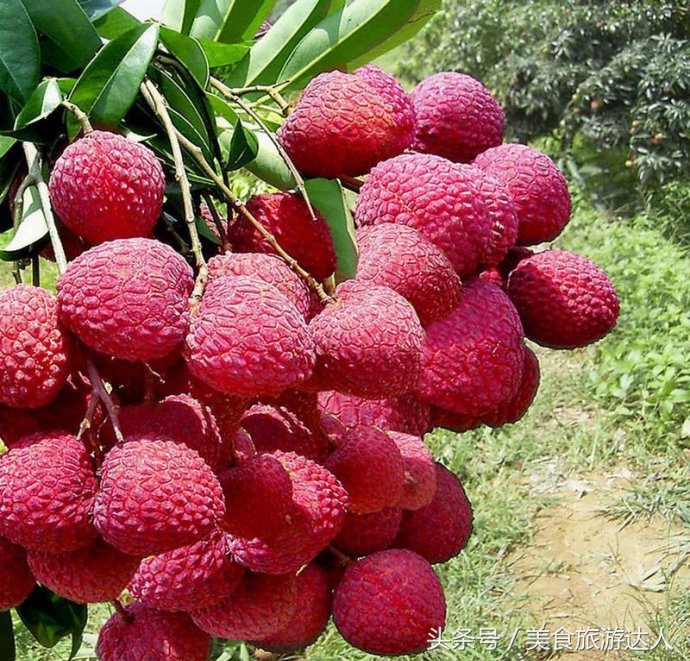 湛江必吃的十大名果,最好吃的十大水果排行