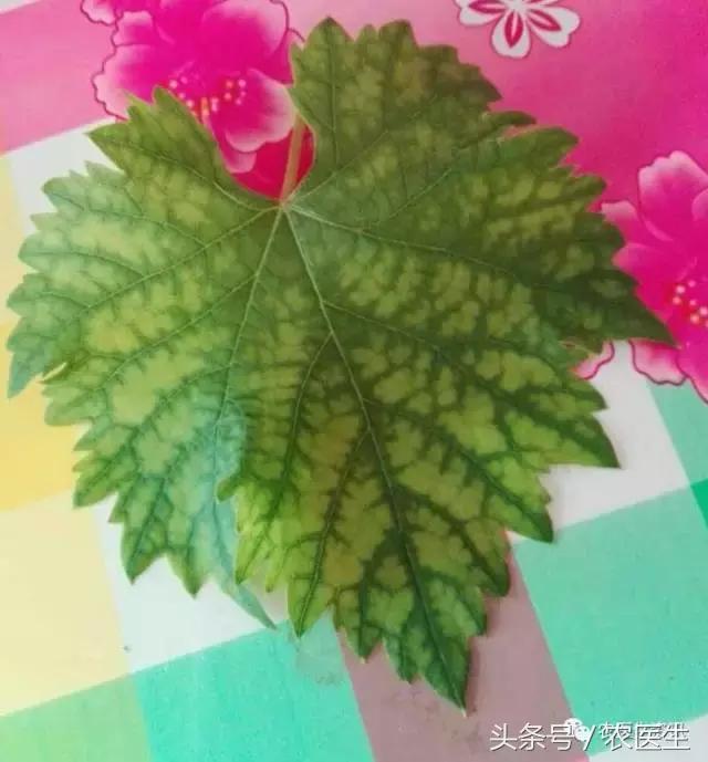 种丝瓜露天病害要什么药水防治,丝瓜炭疽病和角斑病的区别