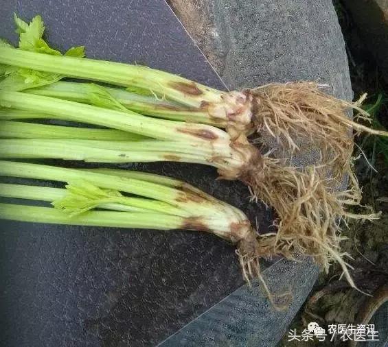 种丝瓜露天病害要什么药水防治,丝瓜炭疽病和角斑病的区别