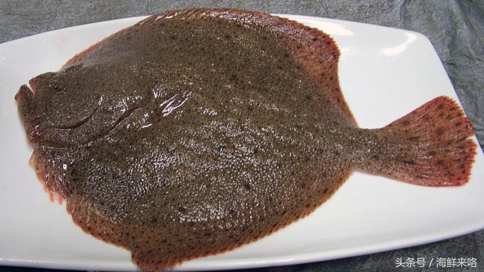 哪种海鱼吃着最简单,哪种海鱼喜欢吃肉