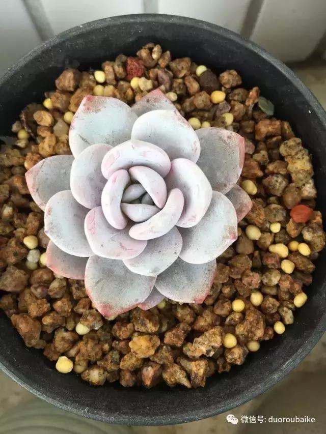 吾家有女初长成全文小说,吾家有女初长成小说精彩阅读