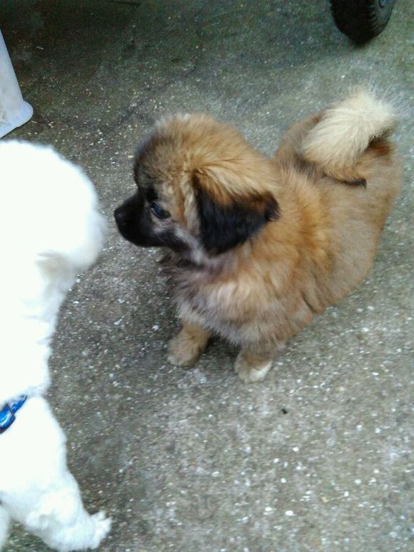 科普狗狗,全面解读狗狗的心理