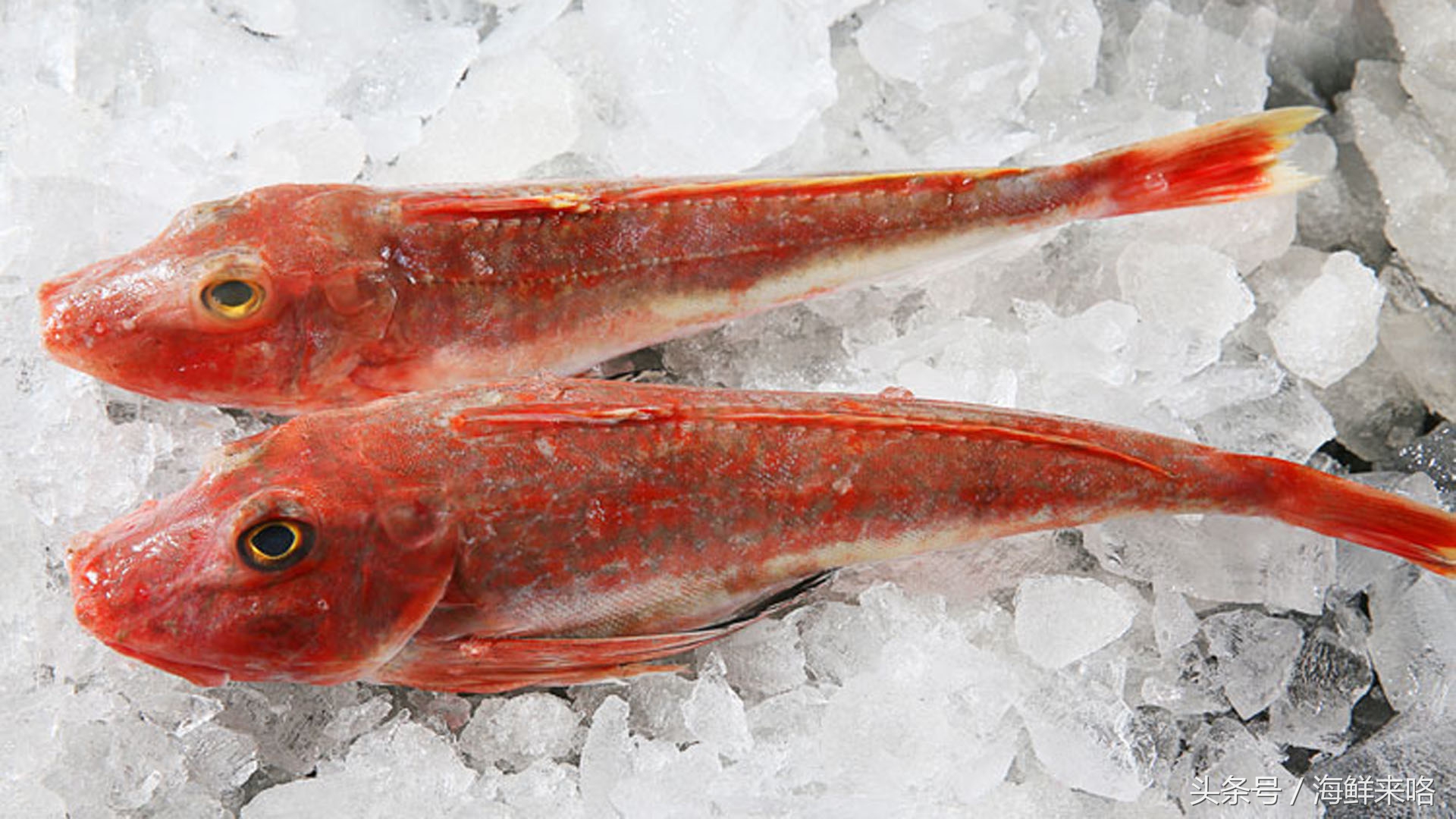 哪种海鱼吃着最简单,哪种海鱼喜欢吃肉